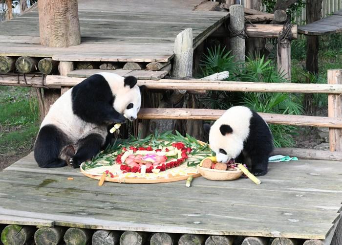 重慶動(dòng)物園為大熊貓送上特制月餅慶中秋